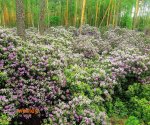 Rezerwat_Rododendronów
