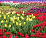 Tulipany_3