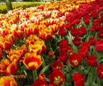 Tulipany_2