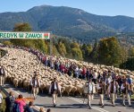 Redyk_Zawoja_2