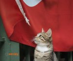 Stambul_Koty_Stambulu