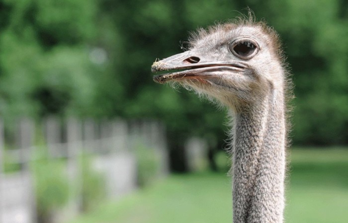 zwierzeta-zagroda-bierun-005